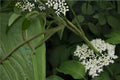American Elderberry Seeds – Sambucus canadensis, Deciduous Shrub with White Flowers & Dark Berries, Native Landscape Plant
