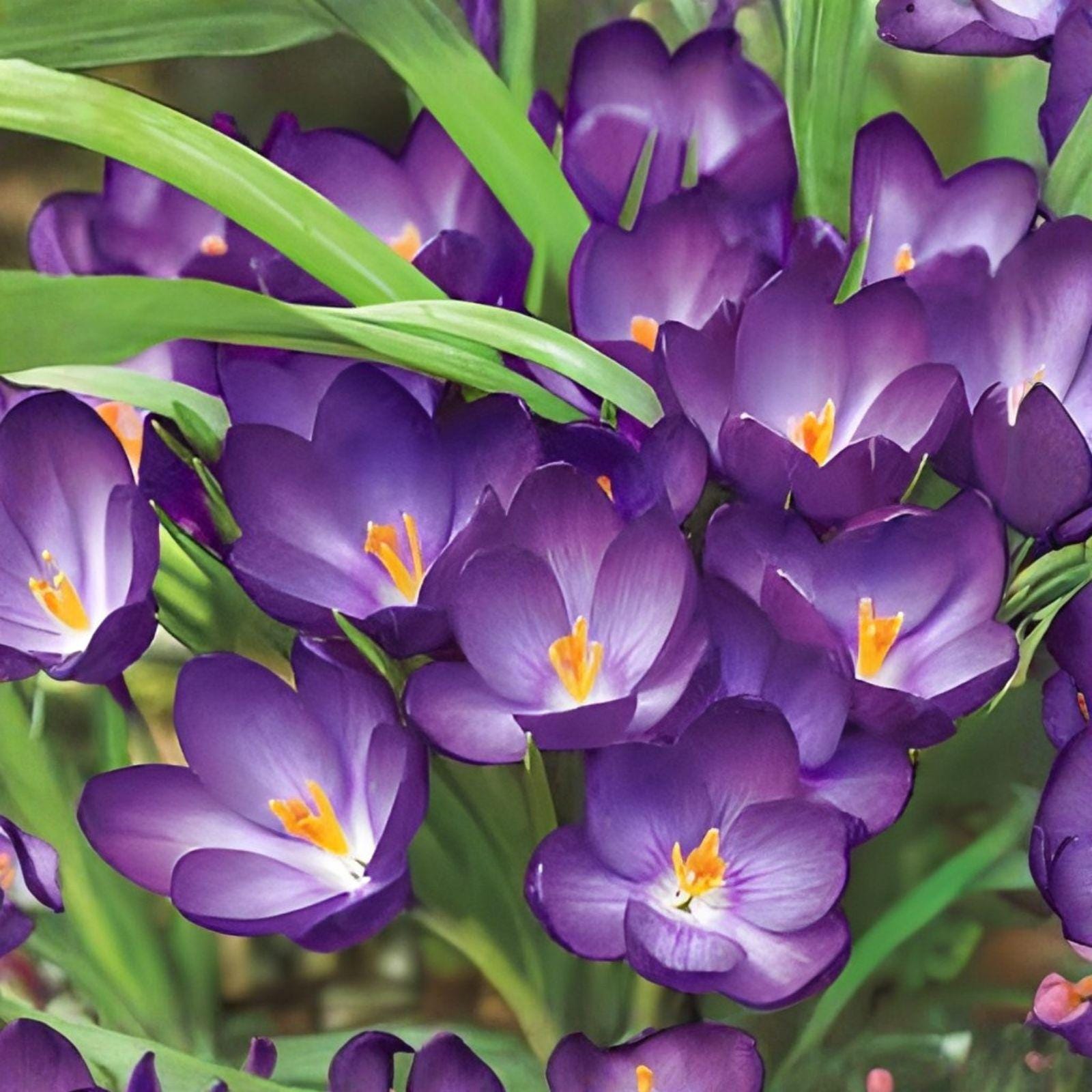 Crocus Bulbs, 20 Pack, Ruby Giant, Purple Early Spring Blooms, Crocus ‘Ruby Giant’ for Garden Beds, Borders, Containers