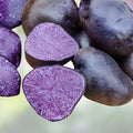 Purple Majesty Seed Potatoes, 3 lbs Solanum tuberosum, Purple Potato Crop, Garden Vegetable, Nutritious and Flavorful