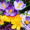 Crocus Bulb Mix - Early Spring Flowering Bulbs - Colorful Garden Blooms - Crocus (Crocus vernus) - 20 Bulbs