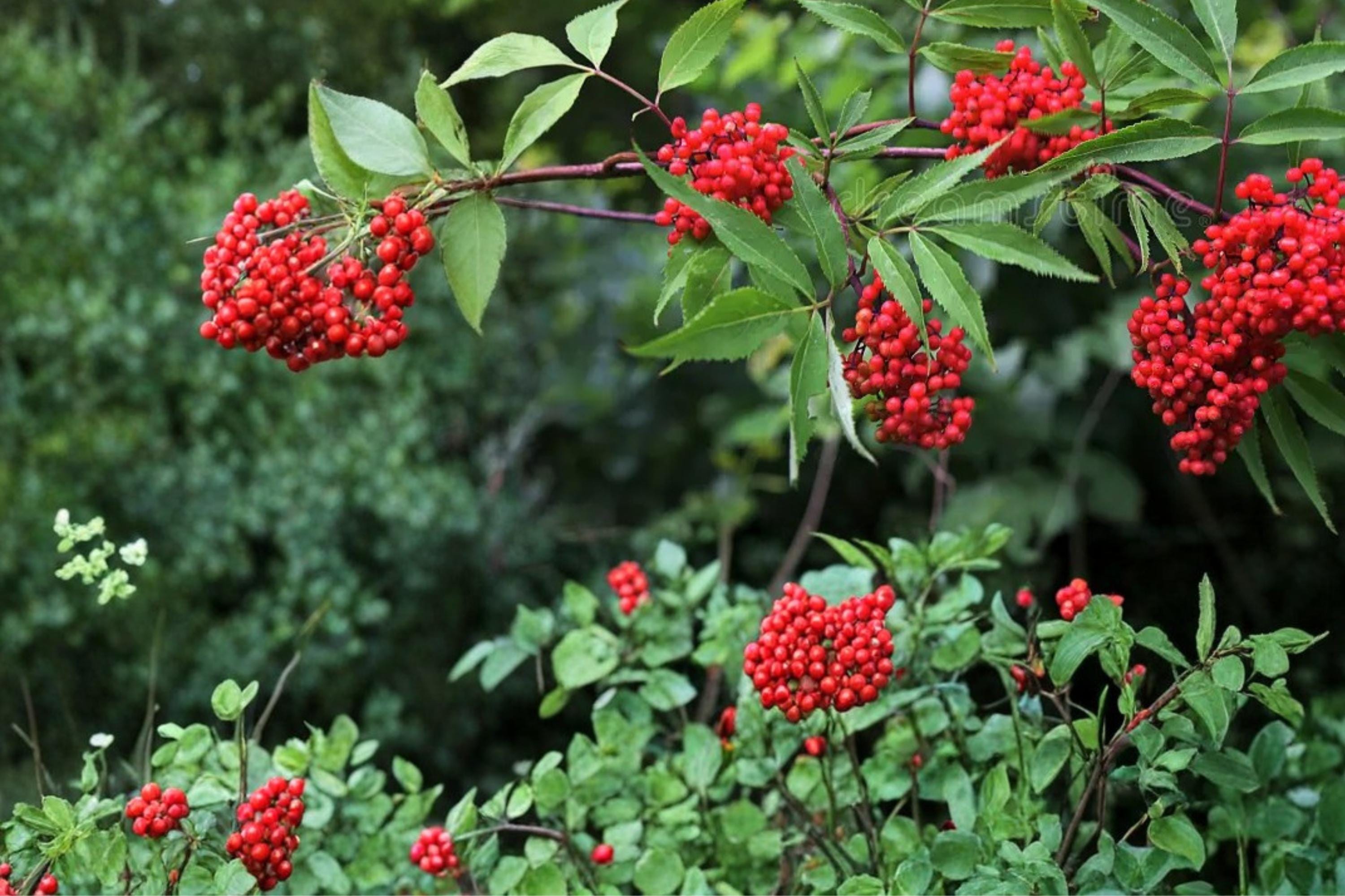 Red Elderberry Seeds – Sambucus racemosa, Berry Shrub, Deciduous Plant, Woodland Landscape, 30 Seeds