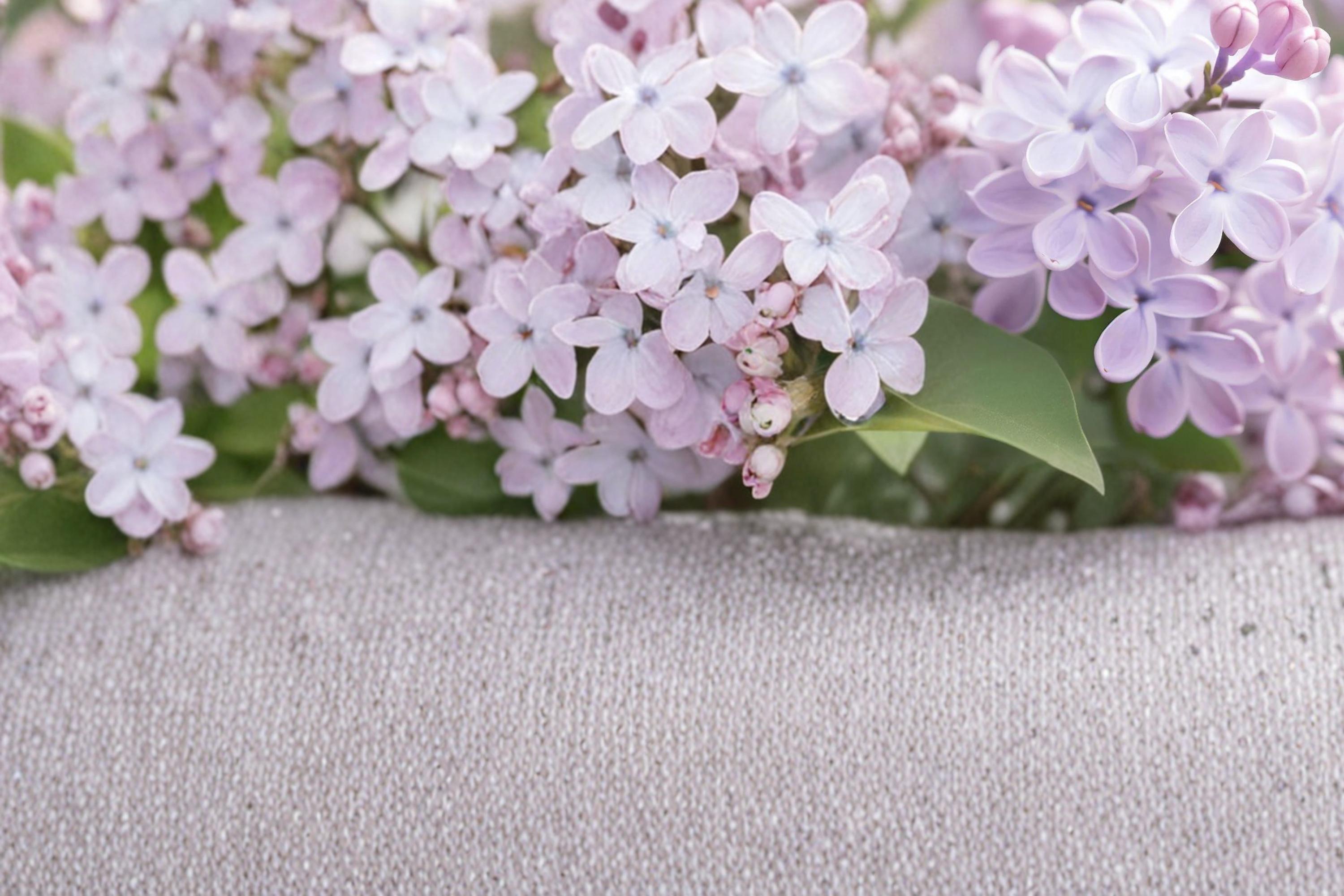 Early Lilac Seeds – Syringa oblata, Fragrant Purple Pink Flowering Shrub, Garden Hedge & Border Plant, Deciduous Perennial