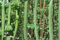 Snake Gourd Seeds – Lagenaria siceraria Herbaceous Vine for Trellises and Fences, Fast-Growing Climbing Vegetable Seed