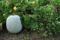 Winter Melon Round Seeds – Benincasa hispida, Climbing Vegetable, Large Round Fruit, Herbaceous Annual Vine, Garden Trellis Plant