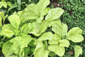 White Leaf Amaranth Seeds – Amaranthus mangostanus, Herbaceous Annual, Green Foliage, Fast-Growing Garden Plant, 500 Seeds
