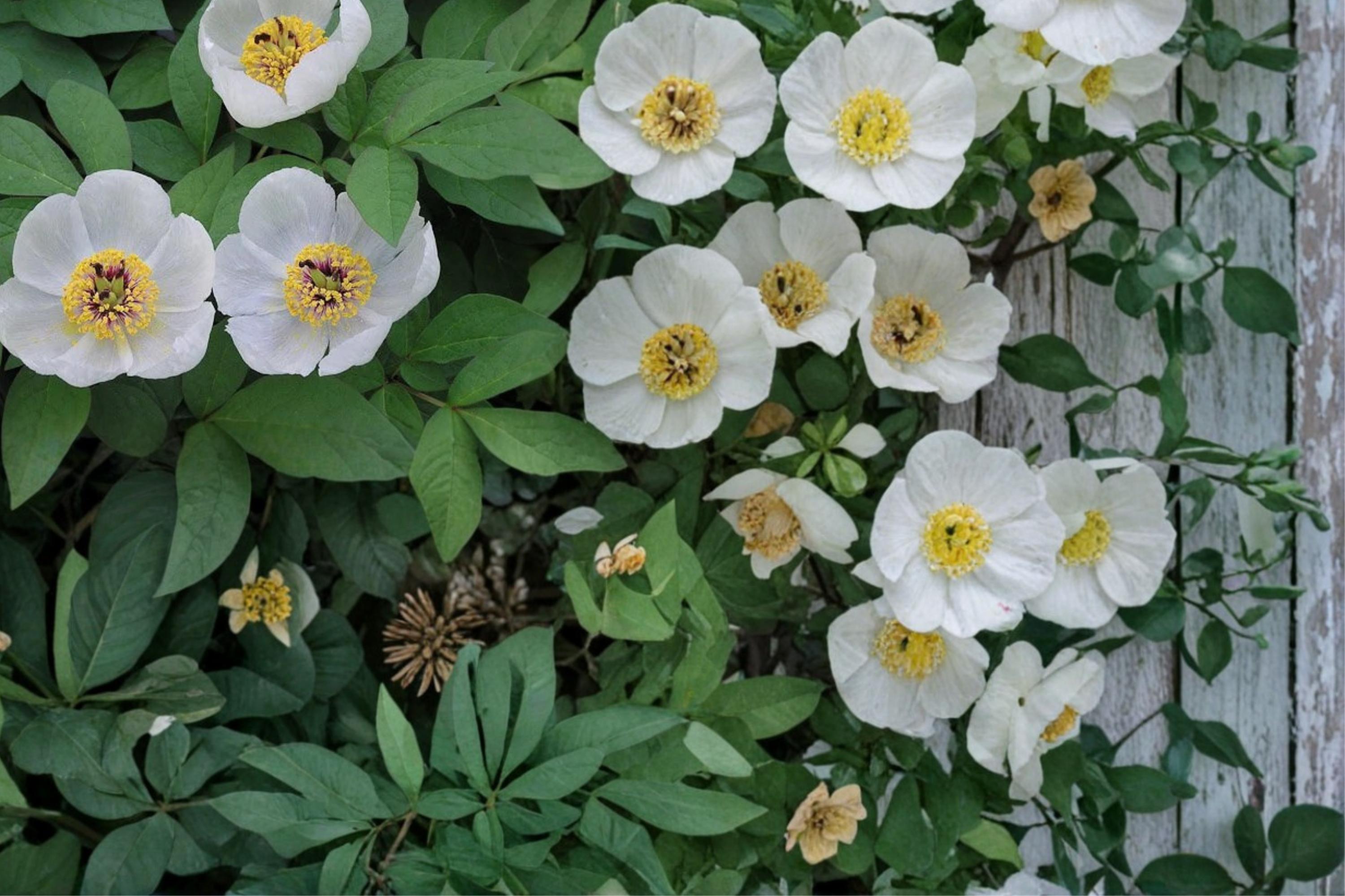 Japanese Woodland Peony Seeds – Paeonia japonica, White Flowers, Shade-Tolerant Perennial for Woodland Gardens