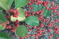 Kurogane Holly Seeds – Ilex rotunda Evergreen Tree with Glossy Foliage for Hedges and Screens, 25 Seeds