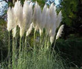 White Pampas Grass Live Plant - 3 Plugs, Ornamental Cortaderia Selloana, Outdoor Landscaping, Tall Perennial Foliage