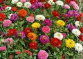 California Giant Zinnia Seeds – Mixed Colors, Large Bloom, Heirloom Flower Seeds for Garden, Cut Flowers, Pollinator Attractant
