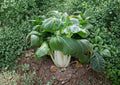 Pak Choi White Stem Seeds – Heirloom Non-GMO Chinese Bok Choy for Garden, Fresh Vegetable, Leafy Greens, Asian Cuisine