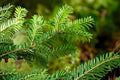 Balsam Fir Seeds (Abies balsamea) – Evergreen Tree Seeds for Landscaping, Reforestation & Christmas Tree Cultivation