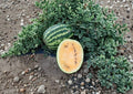 Orange Krush Watermelon Seeds - Heirloom Rare Sweet Orange Flesh Melon Seeds for Garden Planting