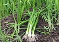 White Lisbon Onion Seeds – Bunching Scallion, Heirloom Vegetable Seeds for Garden, Green Onions, Fast-Growing, Culinary, Fresh Green Onions