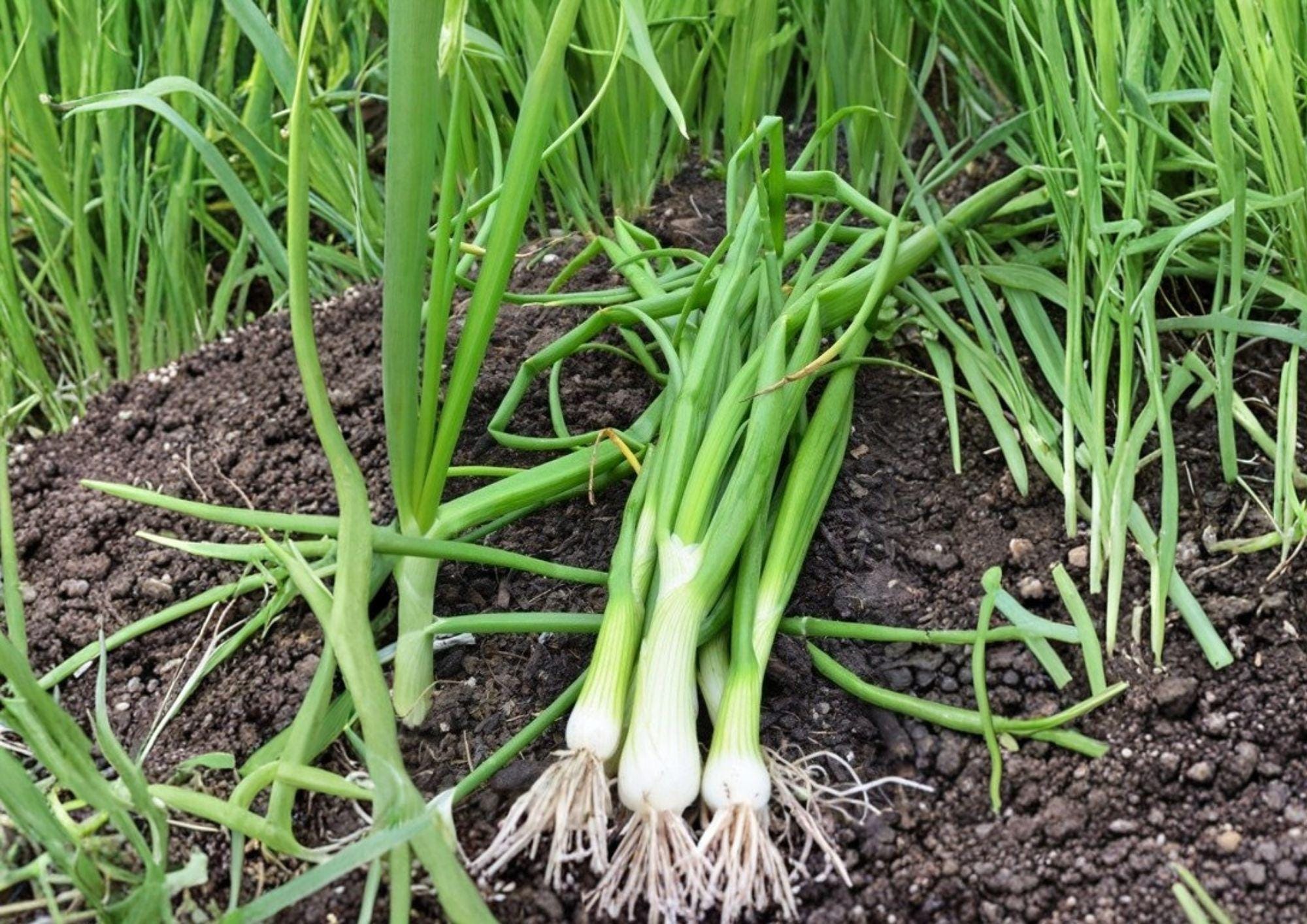 White Lisbon Onion Seeds – Bunching Scallion, Heirloom Vegetable Seeds for Garden, Green Onions, Fast-Growing, Culinary, Fresh Green Onions