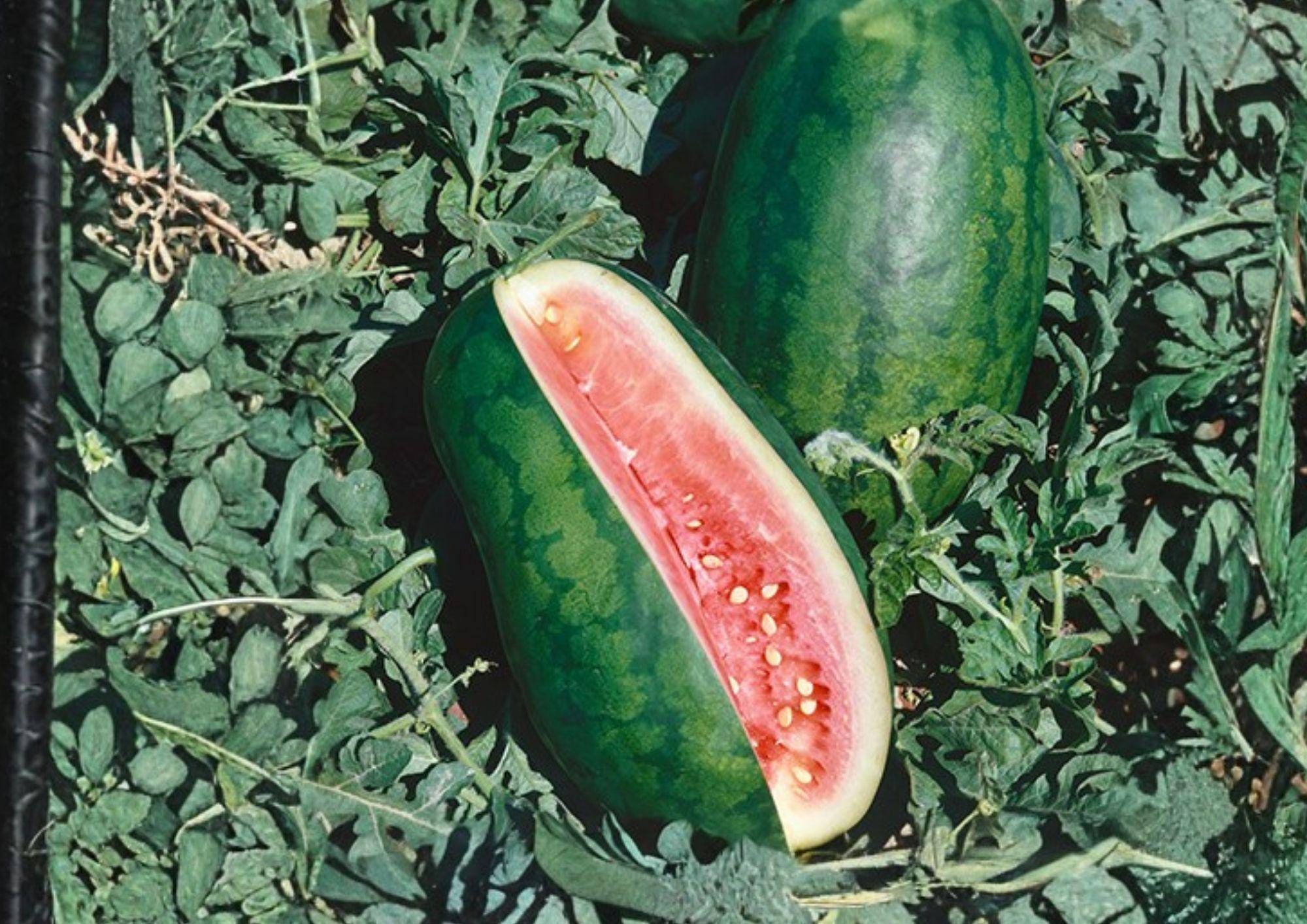 Congo Watermelon Seeds, Heirloom Organic Non-GMO, Large Red Flesh Melon, Summer Garden Planting, Fruit Seeds