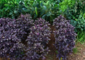 500+ Dark Opal Basil Seeds – Heirloom Organic Purple Basil Herb Seeds for Culinary, Garden & Container Planting