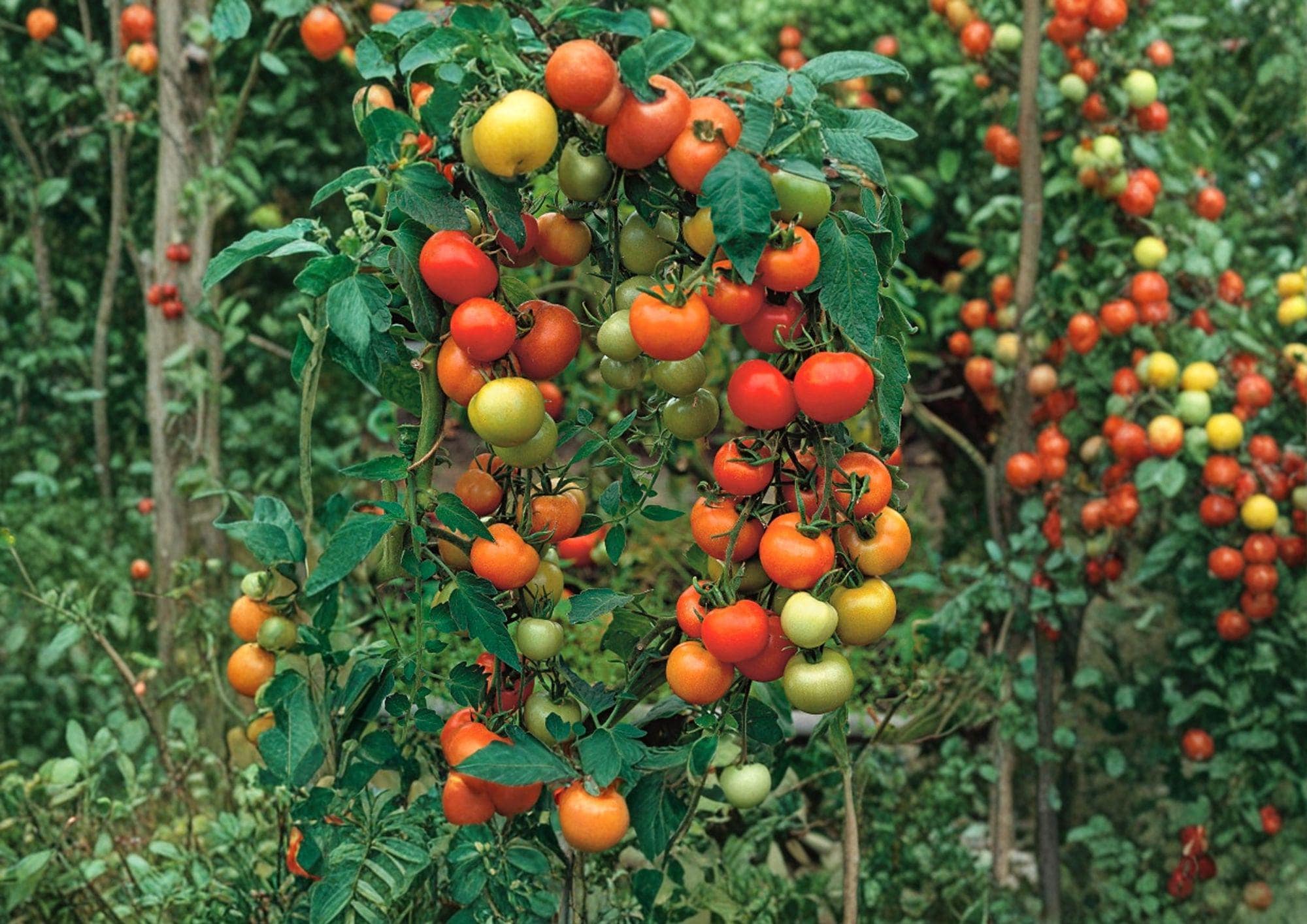 120+ Moneymaker Tomato Seeds – Heirloom Non-GMO Vegetable Seeds for Slicing, High-Yield Garden Planting, Red Fruit, Solanum lycopersicum
