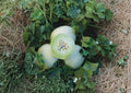 Green Flesh Honeydew Seeds – Heirloom Non-GMO Melon Seeds for Garden Planting, Summer Fruit, Cucumis melo