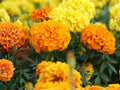 Crackerjack African Marigold Seeds | Tagetes erecta Flower | Bright Yellow, Gold & Orange Blooms | Garden & Landscape Planting