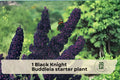 Black Knight Buddleia Starter Plant – Live Butterfly Bush with Deep Purple Flowers, Attracts Pollinators, Buddleia davidii