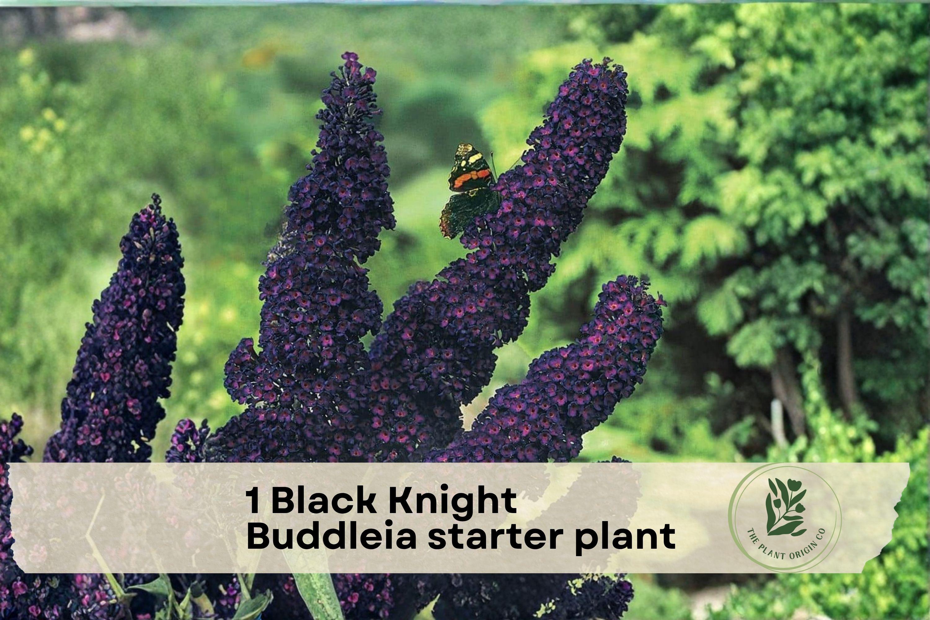 Black Knight Buddleia Starter Plant – Live Butterfly Bush with Deep Purple Flowers, Attracts Pollinators, Buddleia davidii