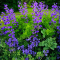Blue Wild Indigo Seeds | Baptisia australis Native Perennial | Blue Blooms, Drought-Tolerant, Pollinator-Friendly, 15 Seeds