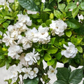 Heirloom Southern Gardenia Cuttings | Fragrant White Flowers, Hardy Shrub | Gardenia jasminoides | 8 Unrooted