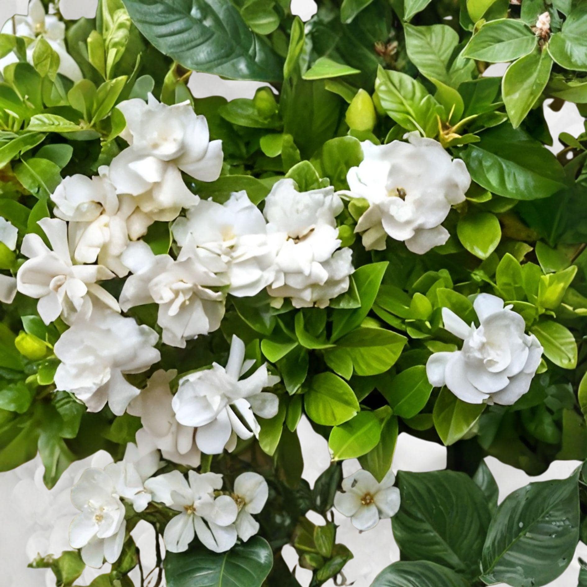 Heirloom Southern Gardenia Cuttings | Fragrant White Flowers, Hardy Shrub | Gardenia jasminoides | 8 Unrooted
