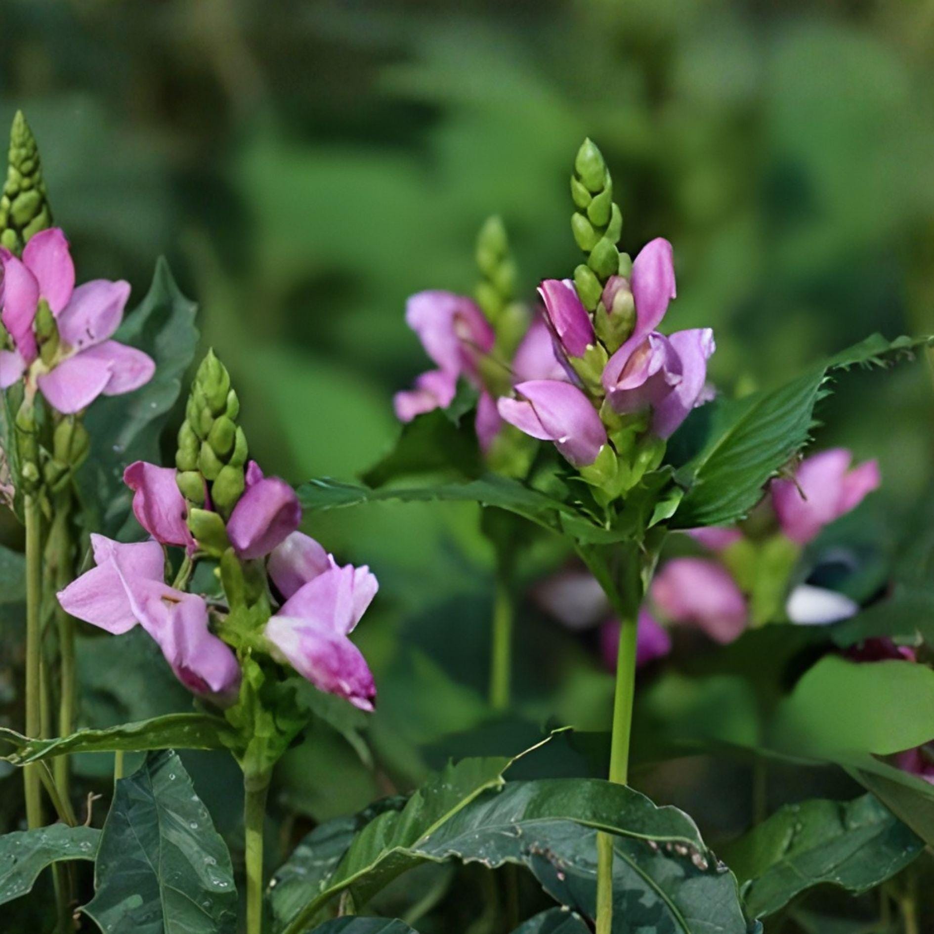 Pink Turtlehead Seeds | Chelone obliqua | Native Perennial with Rose Pink Blooms | Pollinator-Friendly Woodland Plant