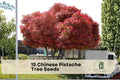 Chinese Pistache Tree Seeds - Deciduous Shade Tree with Vibrant Foliage - Pistacia chinensis for Landscaping and Garden Planting