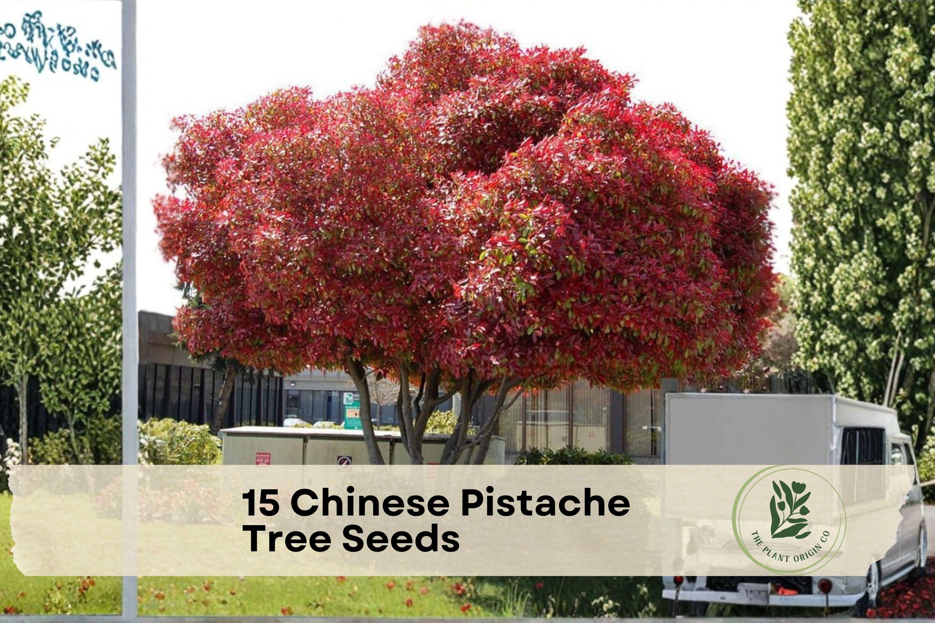 Chinese Pistache Tree Seeds - Deciduous Shade Tree with Vibrant Foliage - Pistacia chinensis for Landscaping and Garden Planting