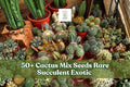 50+ Cactus Seeds Mix – Rare Succulent Cactaceae Variety for Indoor & Outdoor Growth