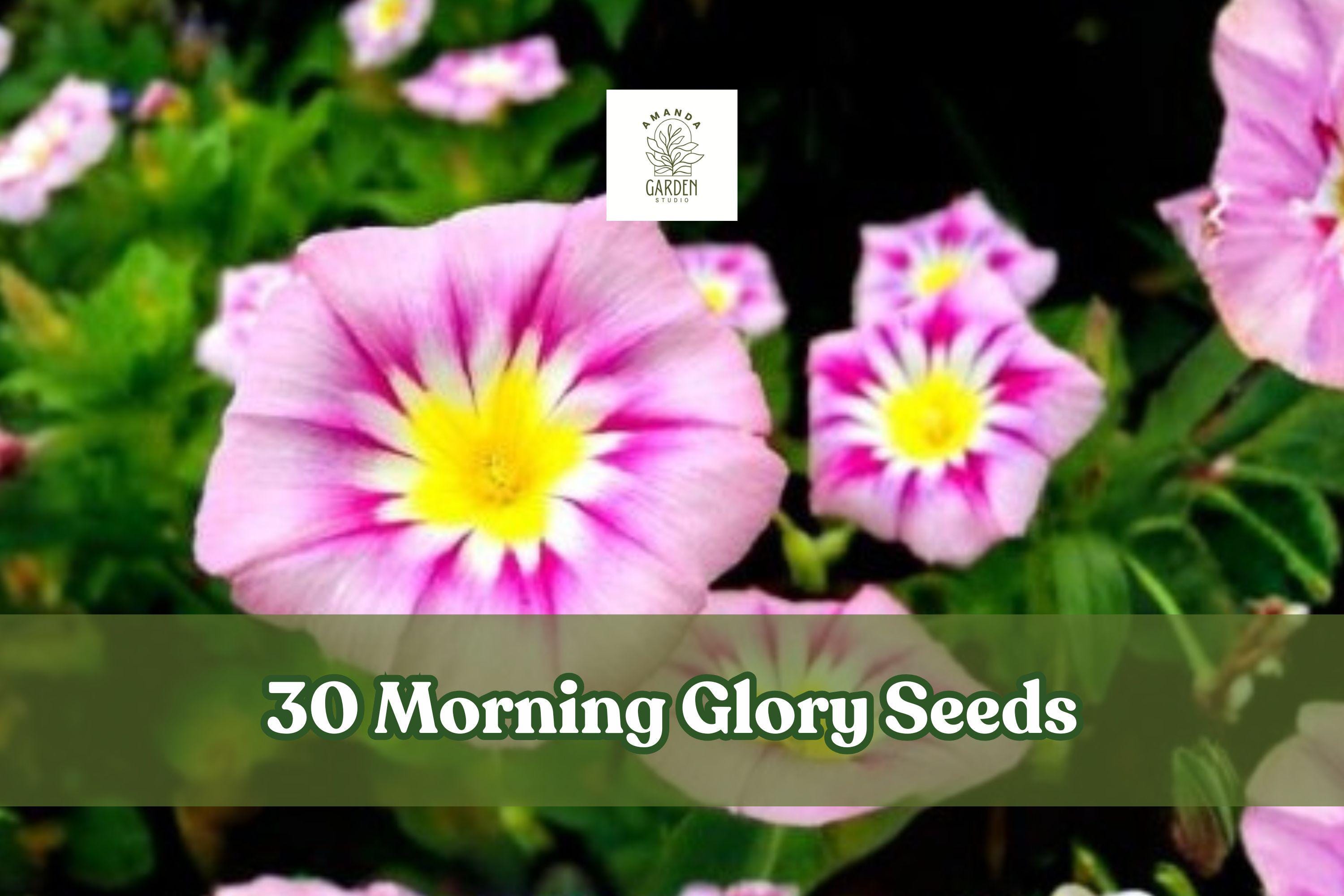 30 Morning Glory Seeds Dwarf Tricolor Mix Ipomoea tricolor Vining Flower for Containers & Gardens