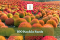 Kochia Seeds 100 Pack - Burning Bush, Summer Cypress, Color-Changing Foliage, Bassia scoparia, Ornamental Plant