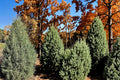 Rocky Mountain Juniper Seeds, Evergreen Conifer, Blue-Green Foliage, Juniperus scopulorum, Drought Tolerant, Windbreak, Screening Plant