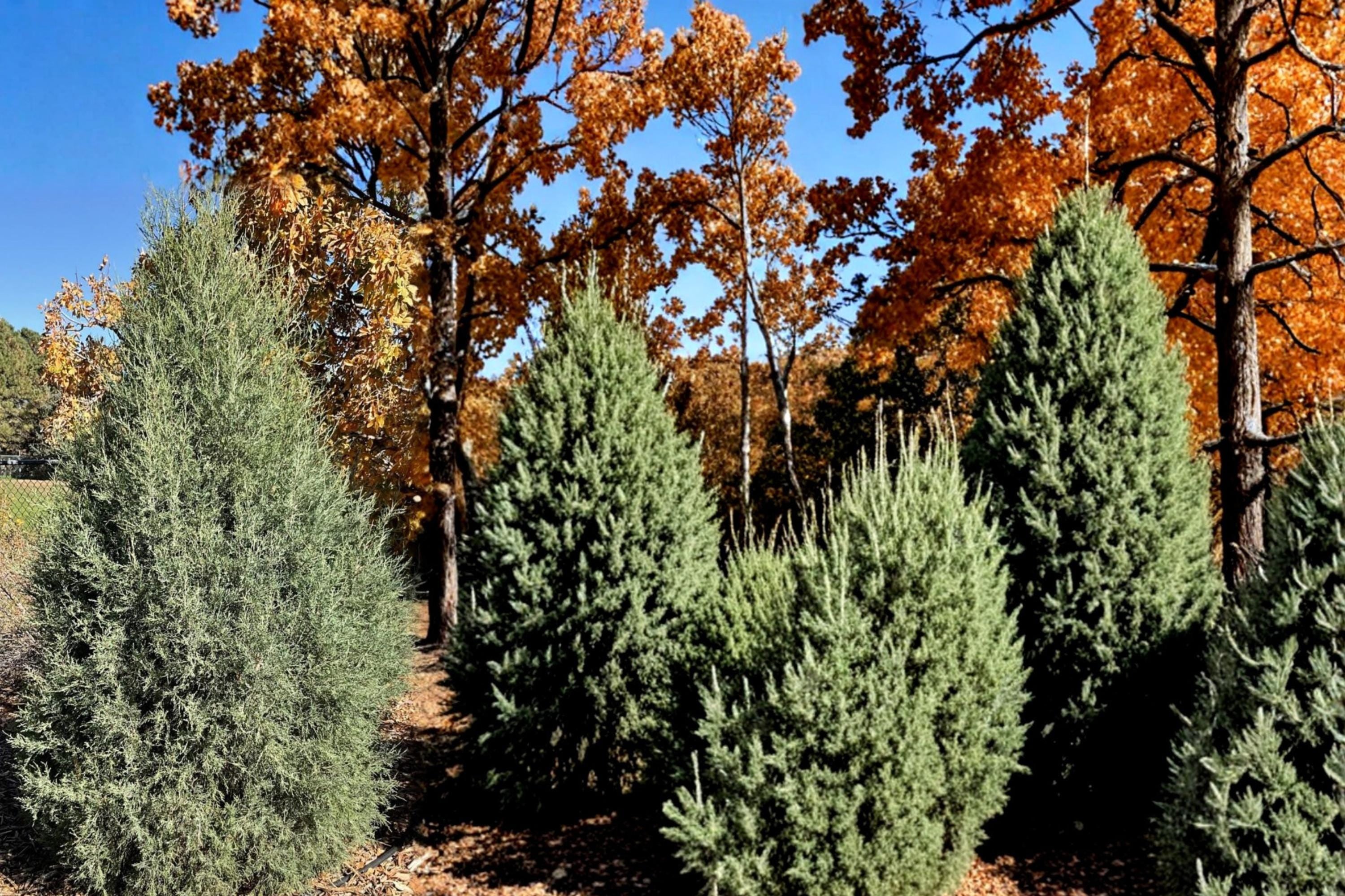 Rocky Mountain Juniper Seeds, Evergreen Conifer, Blue-Green Foliage, Juniperus scopulorum, Drought Tolerant, Windbreak, Screening Plant