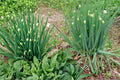 Nebuka Bunching Onion Seeds – Allium fistulosum Herbaceous Vegetable for Garden Beds & Containers, Green Hollow Stalks