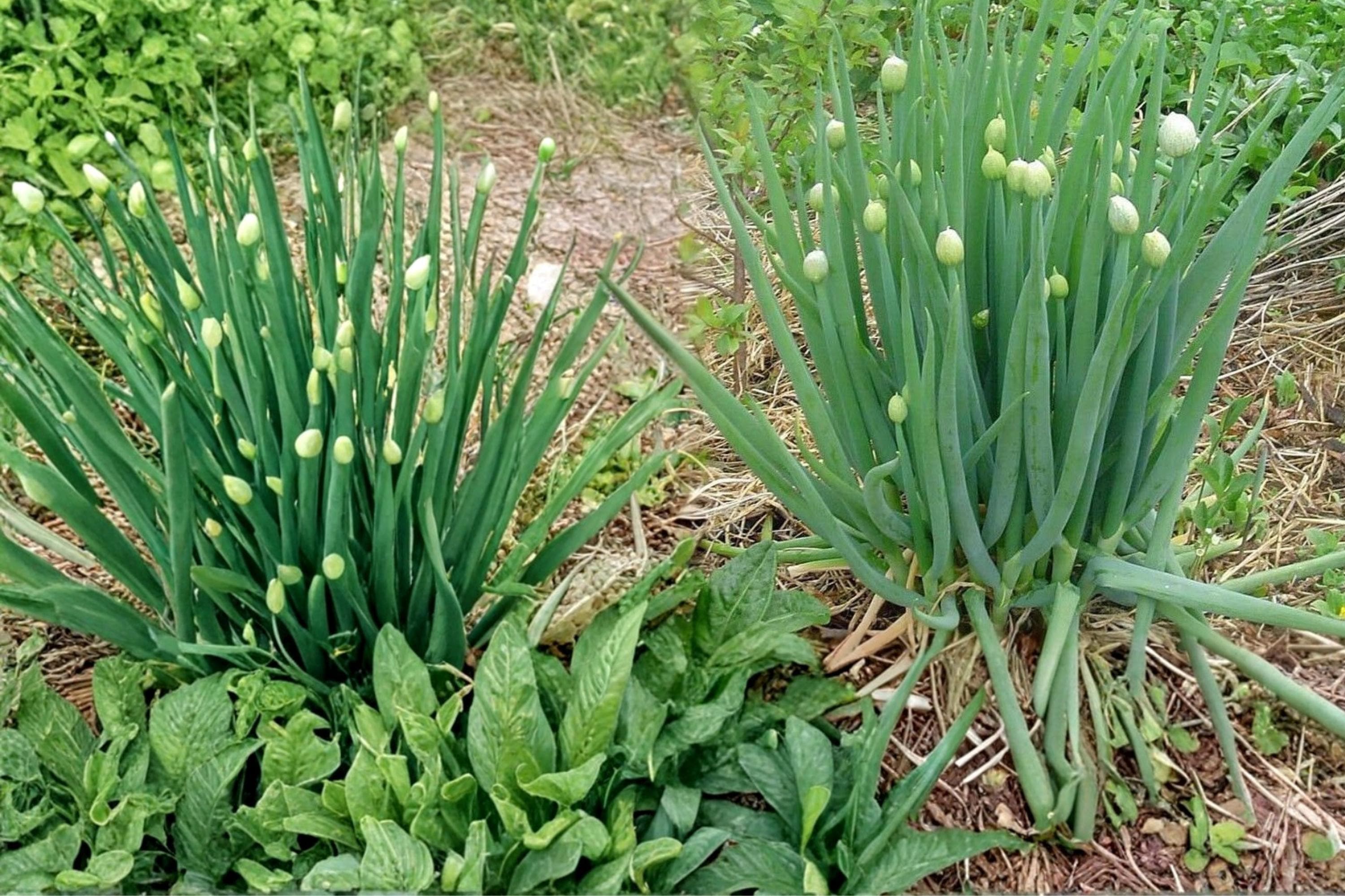 Nebuka Bunching Onion Seeds – Allium fistulosum Herbaceous Vegetable for Garden Beds & Containers, Green Hollow Stalks