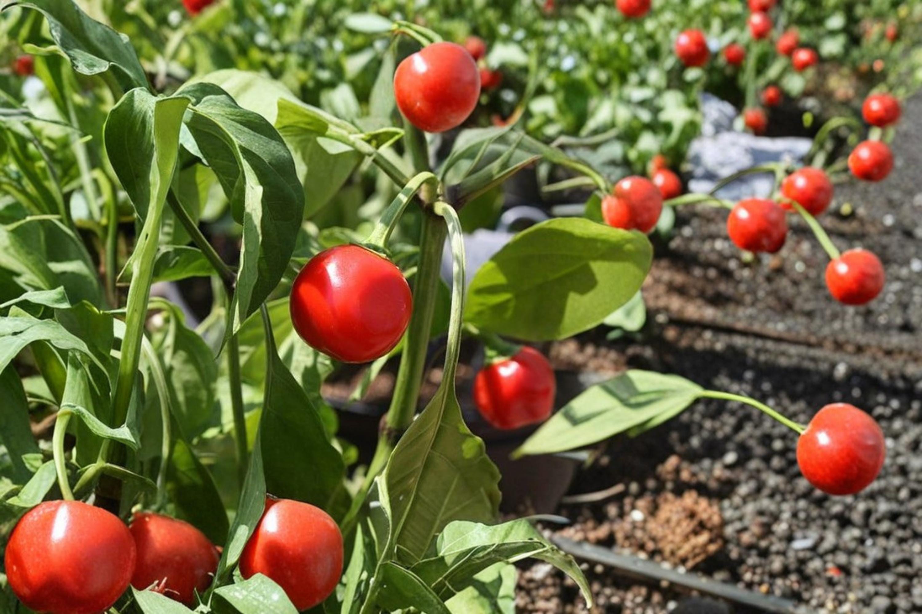 Red Cherry Pepper Seeds – Capsicum annuum, Compact Herbaceous Annual with Red Round Fruits, Moderate Heat, for Garden & Containers