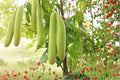 Cucuzzi Gourd Seeds – Lagenaria siceraria – Climbing Vegetable Vine for Garden Trellises and Fences