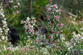 Calico Aster Seeds 100 Pack – Symphyotrichum lateriflorum Native Perennial for Wildflower Gardens