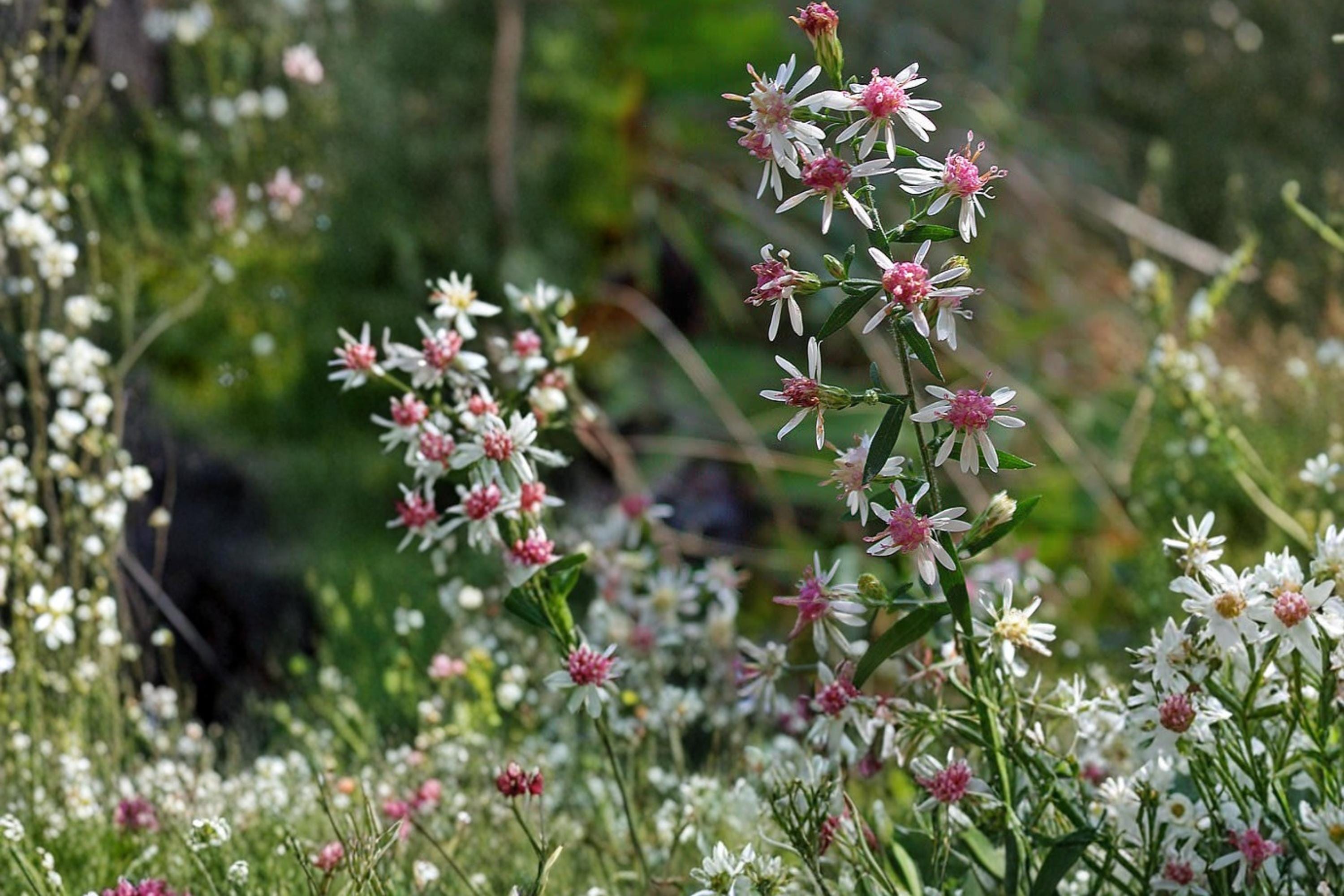 Calico Aster Seeds 100 Pack – Symphyotrichum lateriflorum Native Perennial for Wildflower Gardens