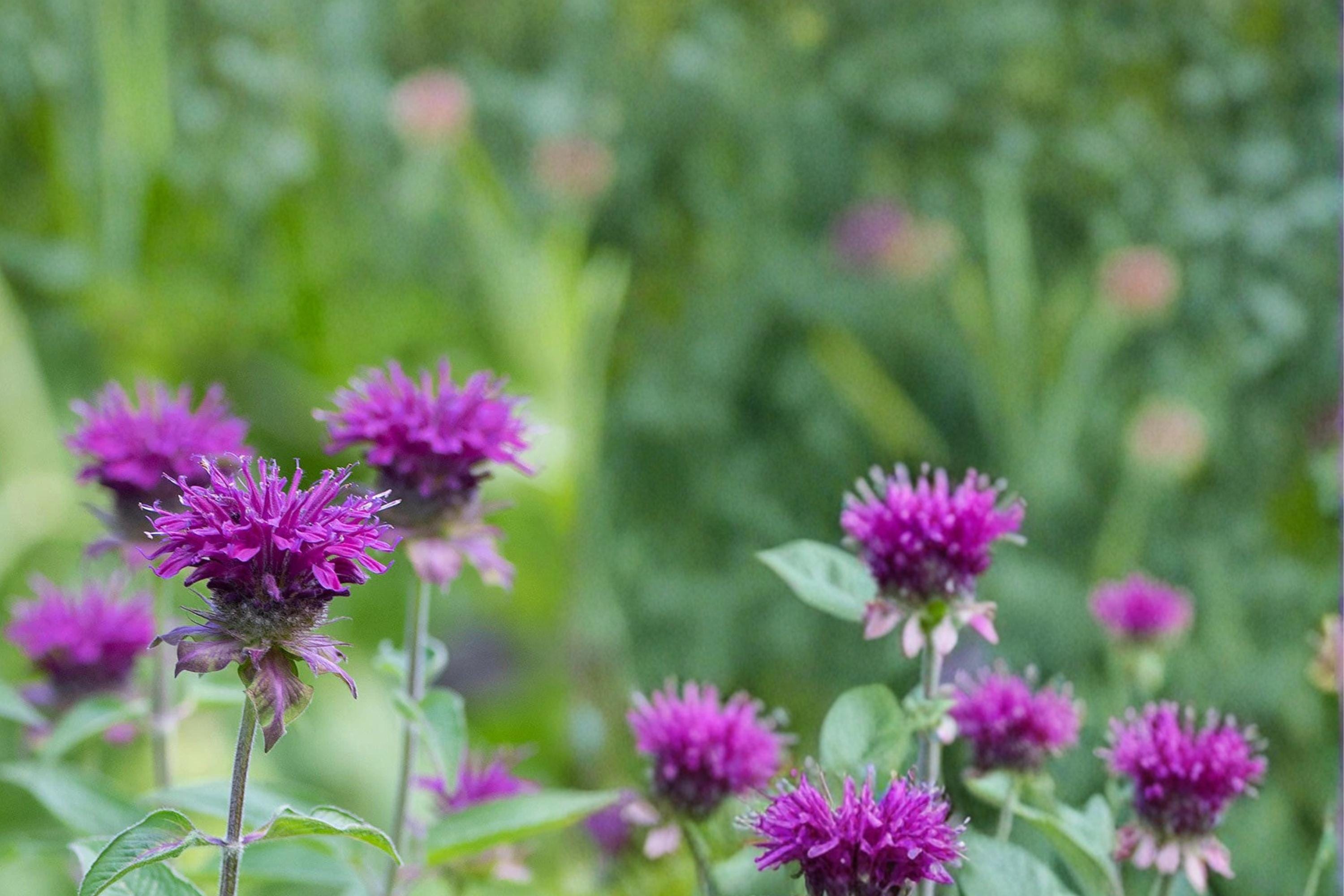 Purple Bergamot Seeds – Monarda media Herbaceous Perennial for Gardens, Meadows, Borders, 100 Seeds
