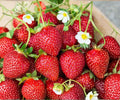 Ozark Beauty Strawberry Bare Root Plants – Everbearing, Sweet Fruit, Fragaria × ananassa, 25 Pack