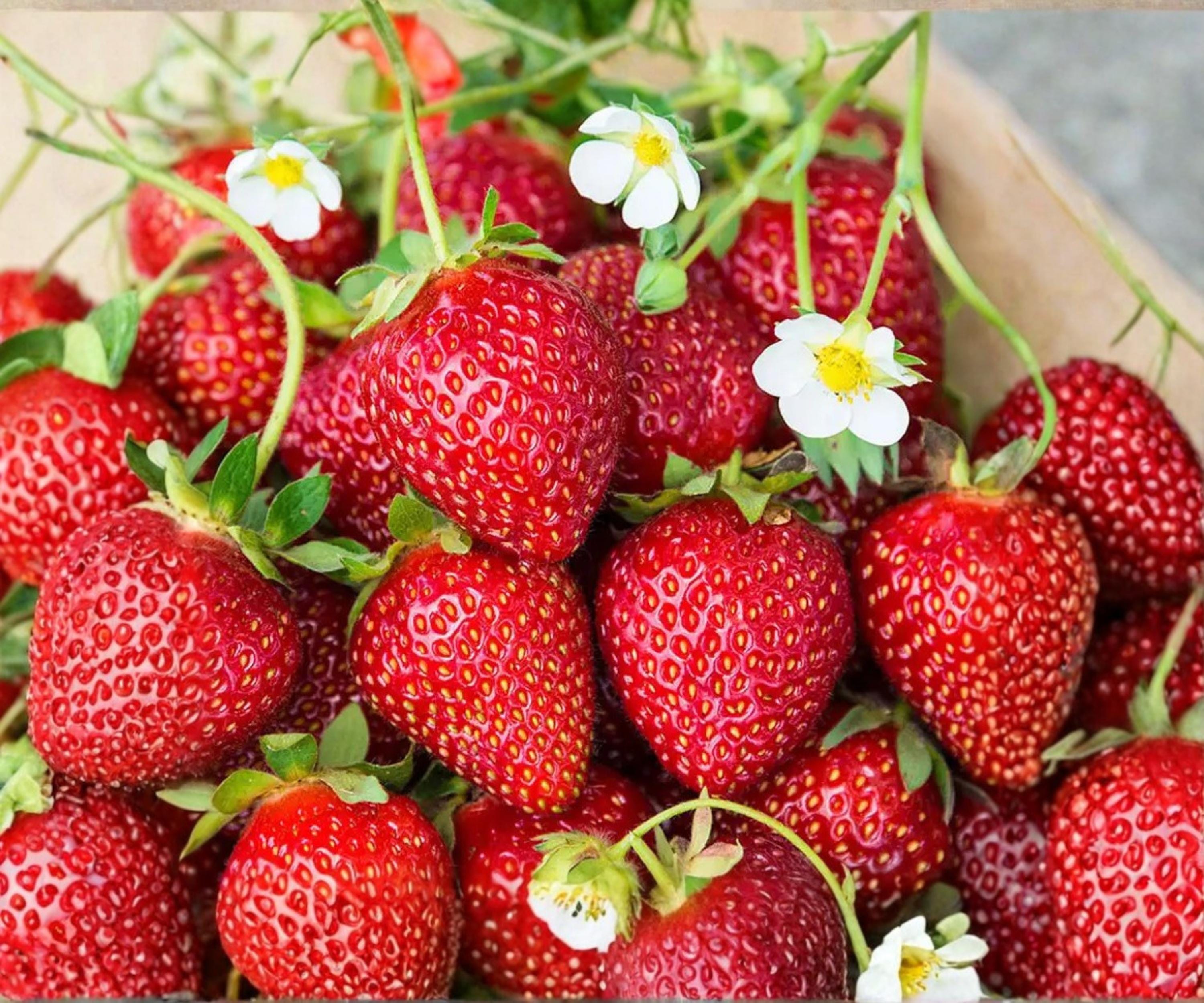 Ozark Beauty Strawberry Bare Root Plants – Everbearing, Sweet Fruit, Fragaria × ananassa, 25 Pack