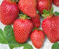 Allstar June-Bearing Strawberry Plants - 10 Bare Root Live Plants for Large, Sweet, Juicy Berries - Edible Perennial