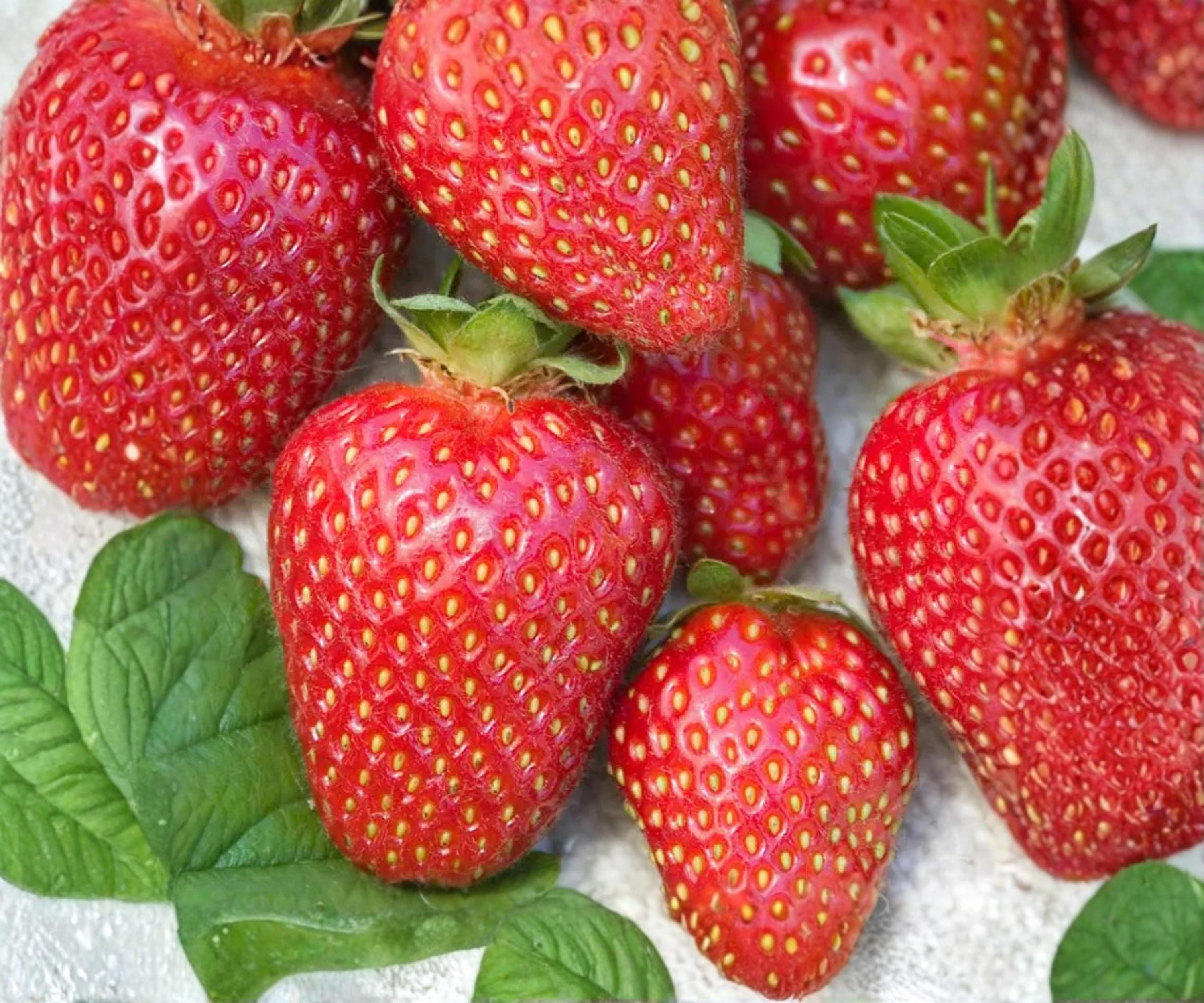 Allstar June-Bearing Strawberry Plants - 10 Bare Root Live Plants for Large, Sweet, Juicy Berries - Edible Perennial