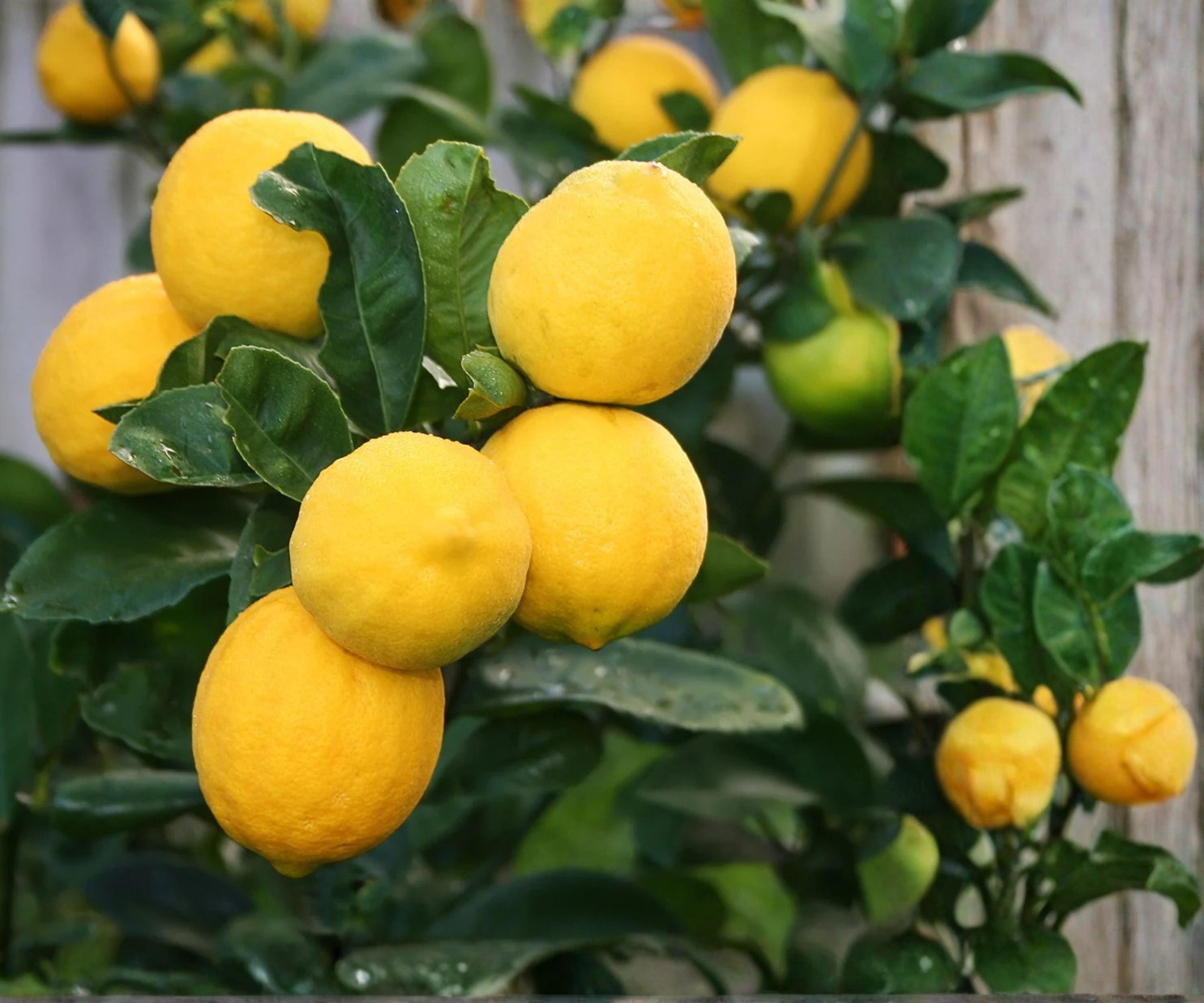 Meyer Lemon Tree Live Plant | 1-Gallon Pot Indoor Outdoor Citrus Fruit Tree | Sweet Fragrant Lemons, Garden, Patio, Balcony