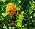 Dwarf Cavendish Banana Tree Live Plants Set of 4 – Tropical Indoor Outdoor Fast-Growing Foliage