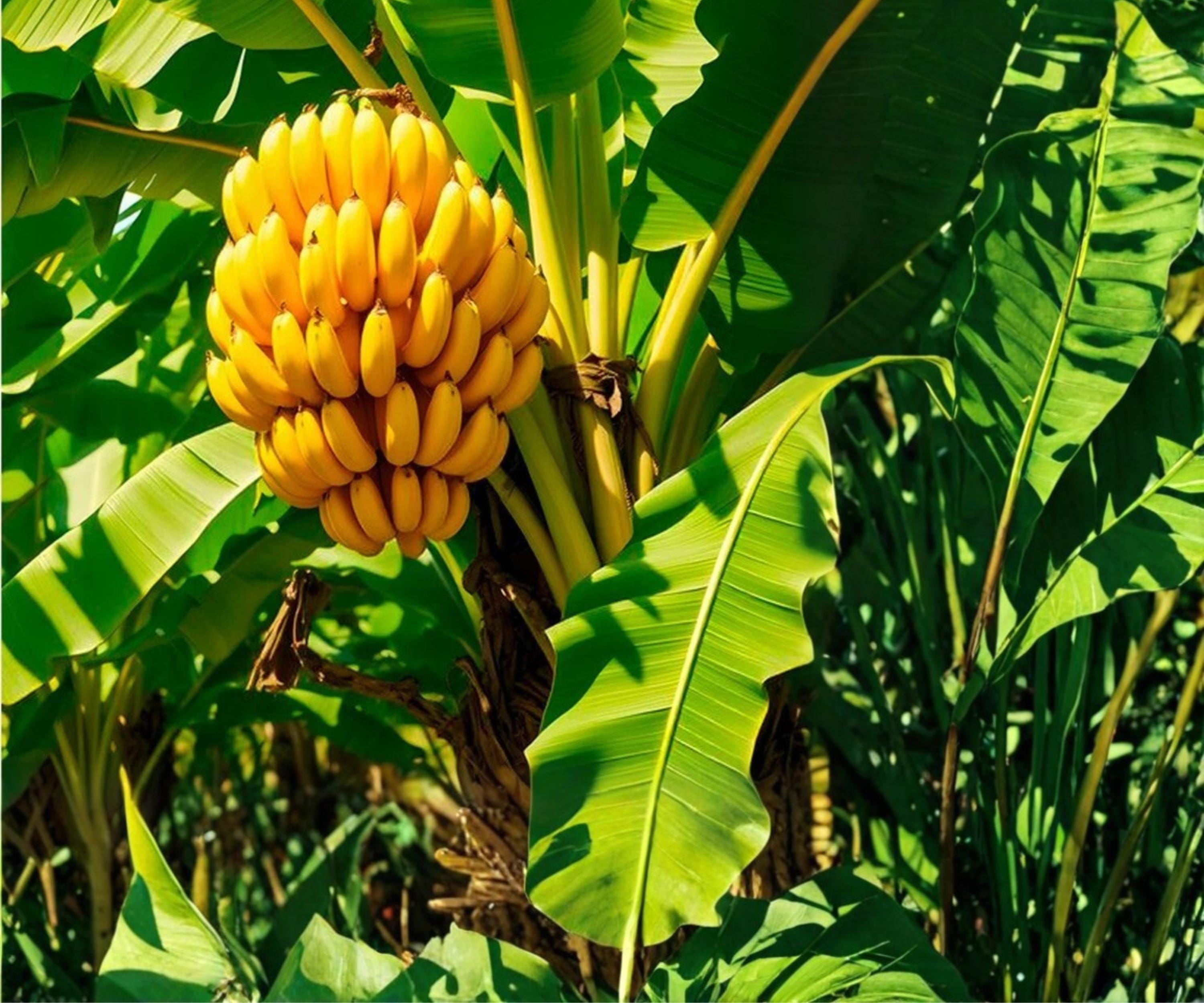 Dwarf Cavendish Banana Tree Live Plants Set of 4 – Tropical Indoor Outdoor Fast-Growing Foliage